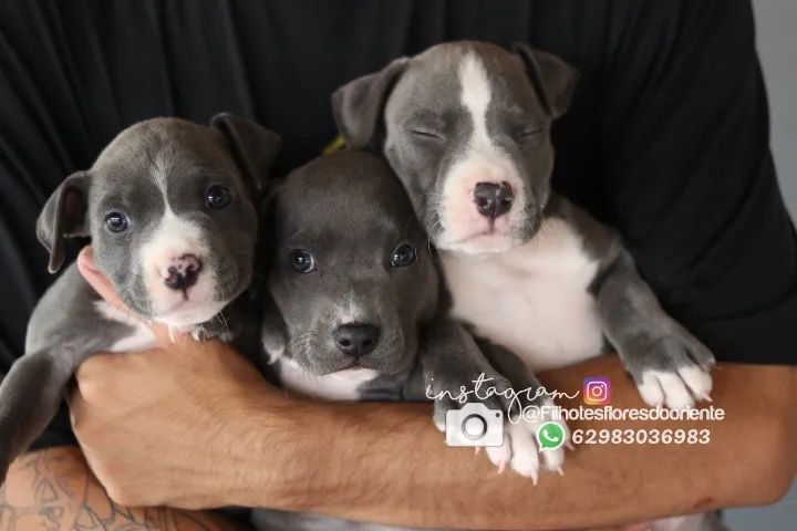 Bully @filhotesfloresdooriente  - Foto 4