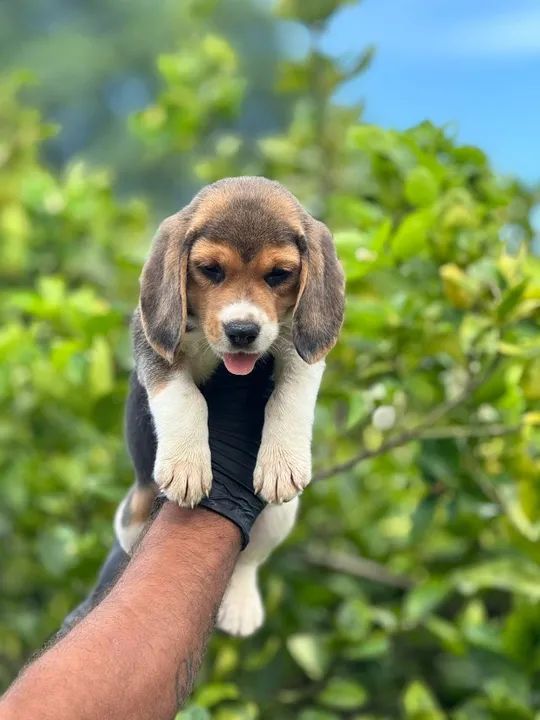 Beagle, leve hoje seu cãopanheiro!!
