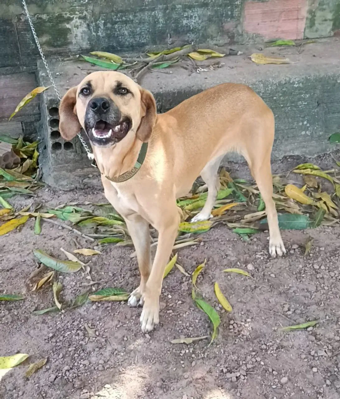 Cachorra vira lata