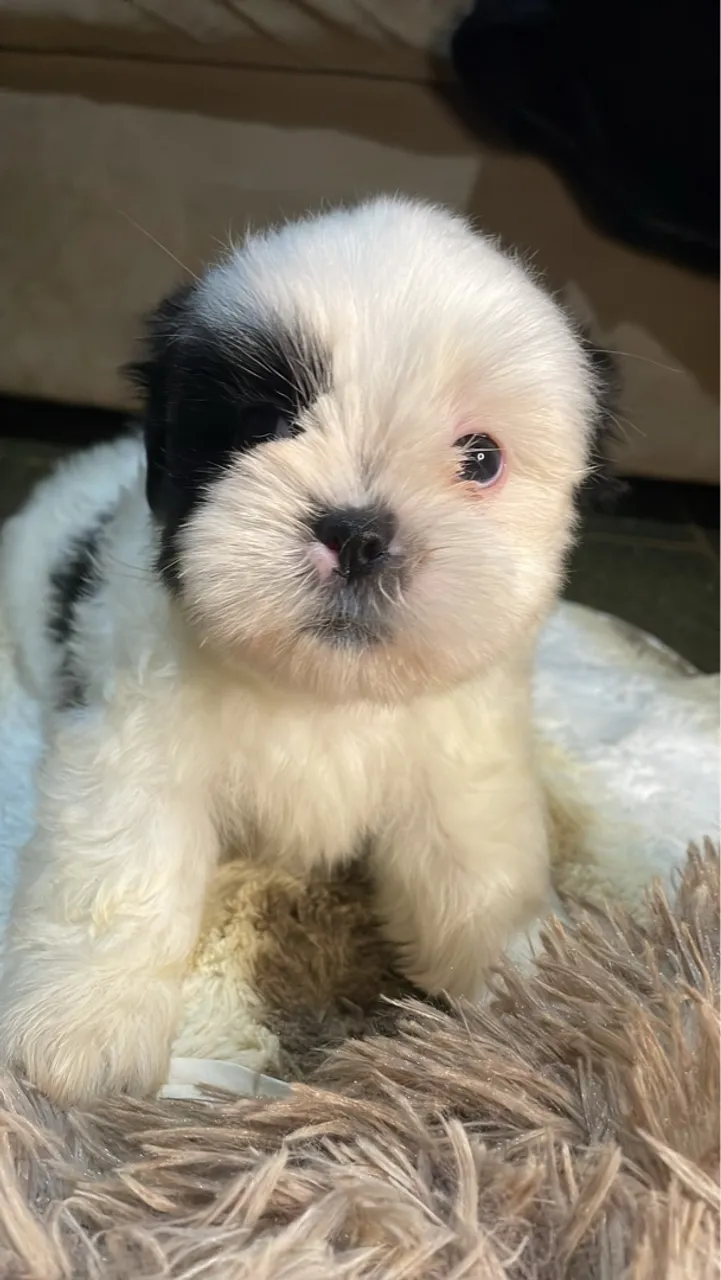 Filhotes de shih tzu
