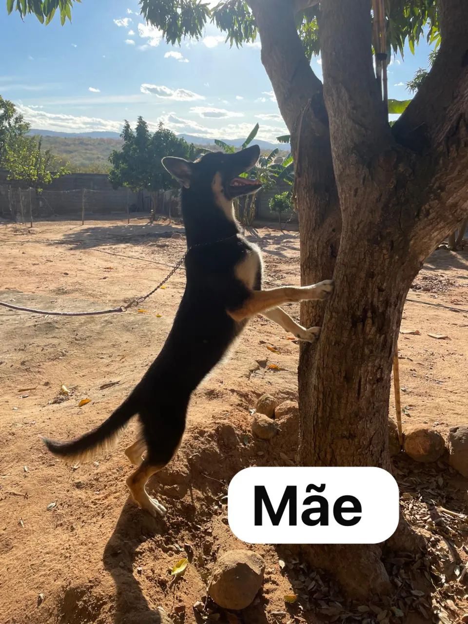 Filhote de pastor alemão  - Foto 4