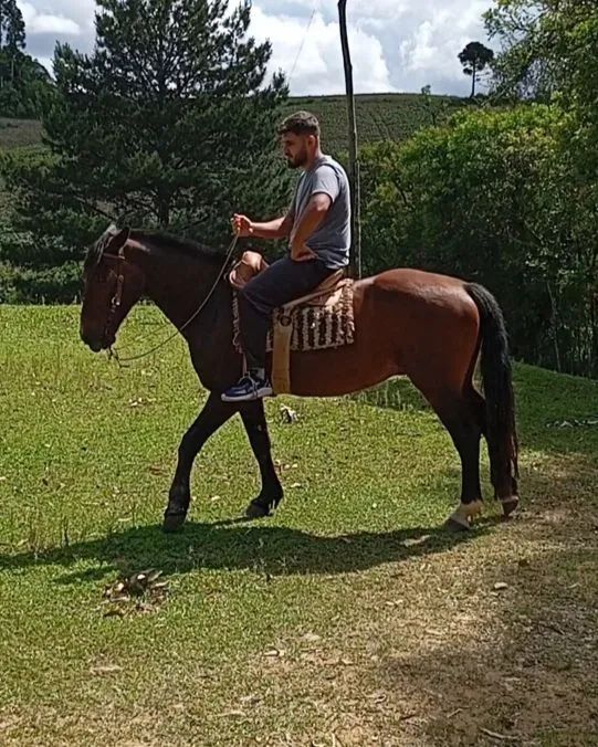 Cavalo crioulo  - Foto 2