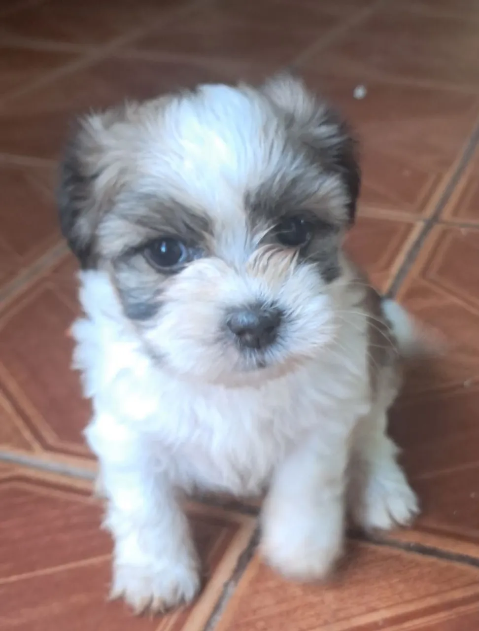 Filhote Shih Tzu para adoção