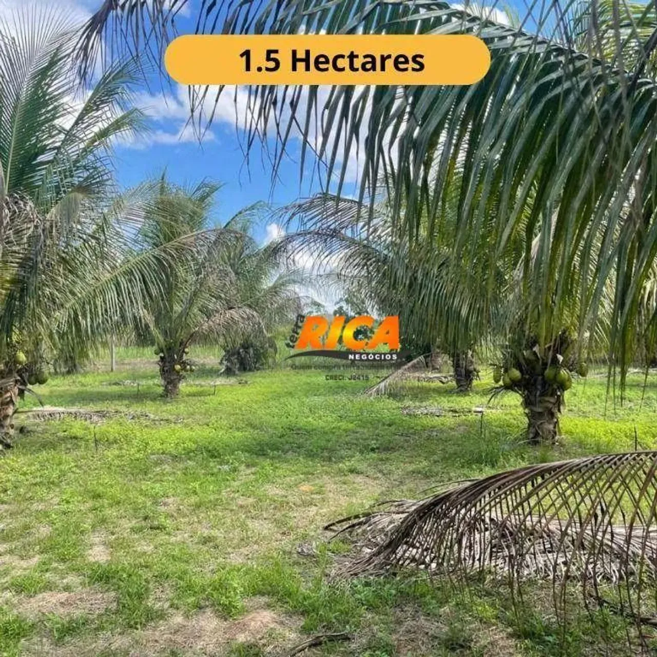 Chácara Sustentável à Venda Porto Velho Sentido Humaitá