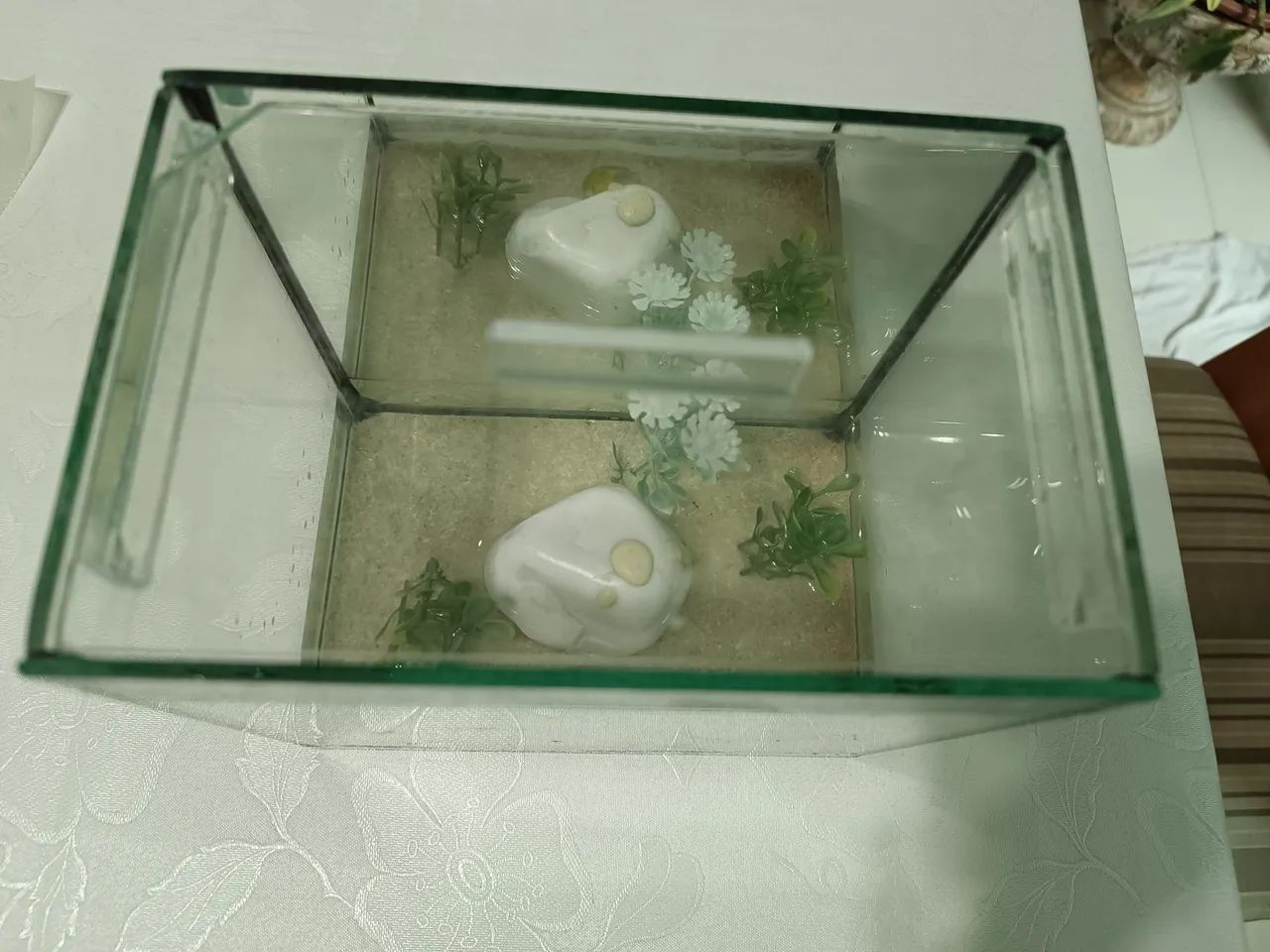 Aquário pequeno  - Foto 2