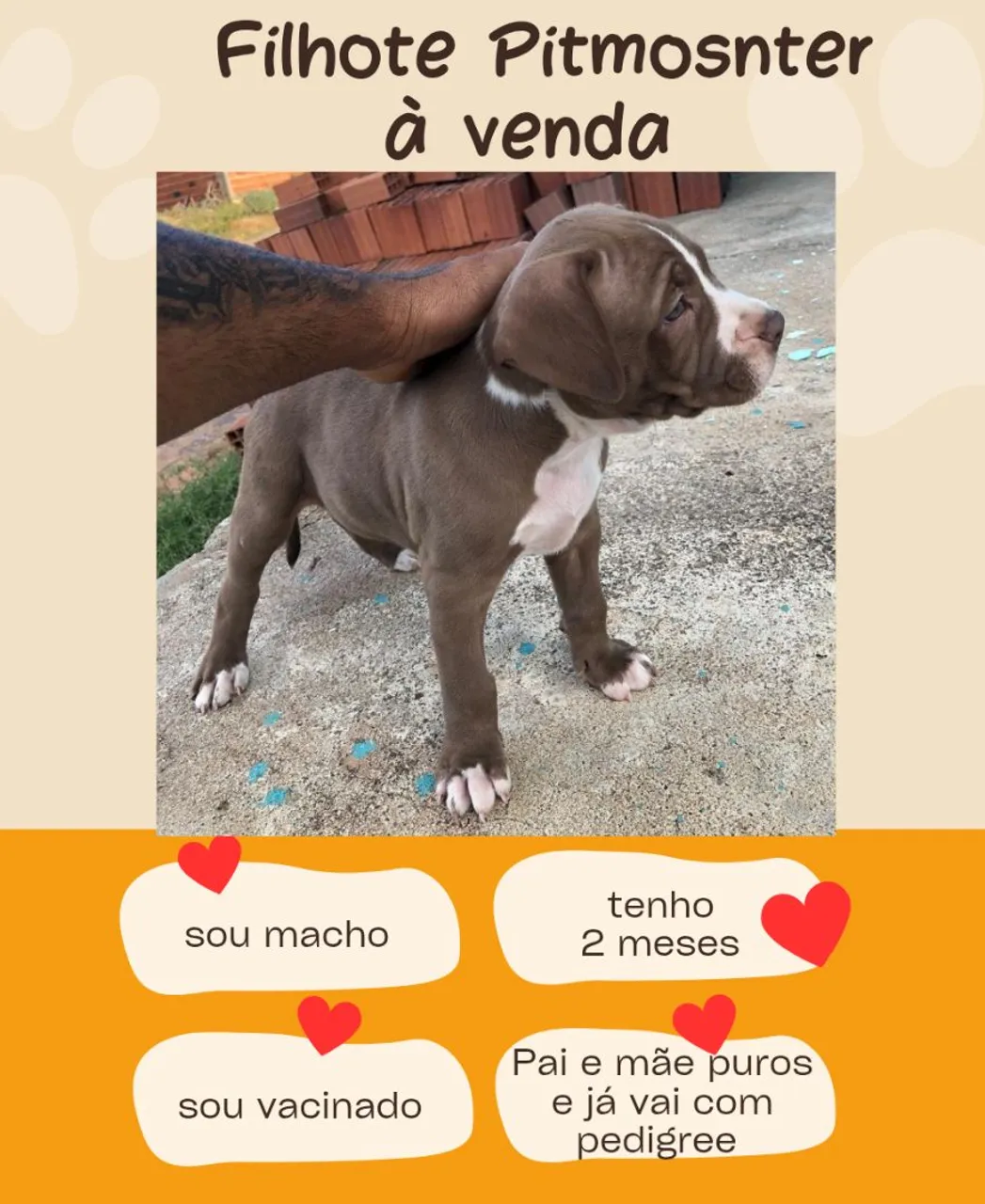 Filhote Pitmosnter à venda