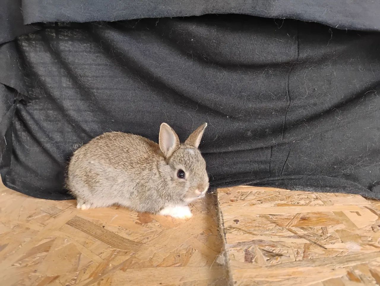 Mini Coelhos Netherland.