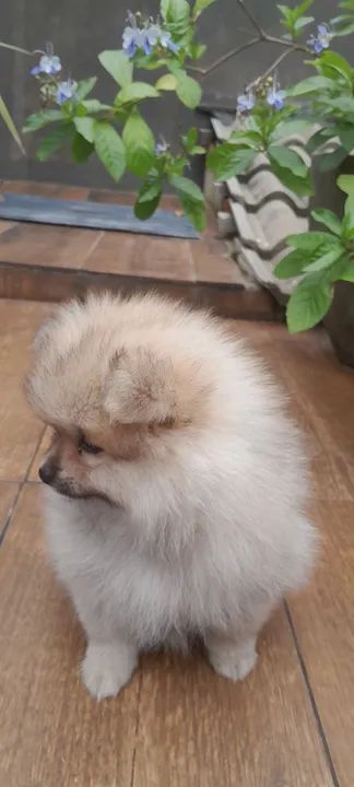 Filhote de spitz alemão anão  - Foto 4