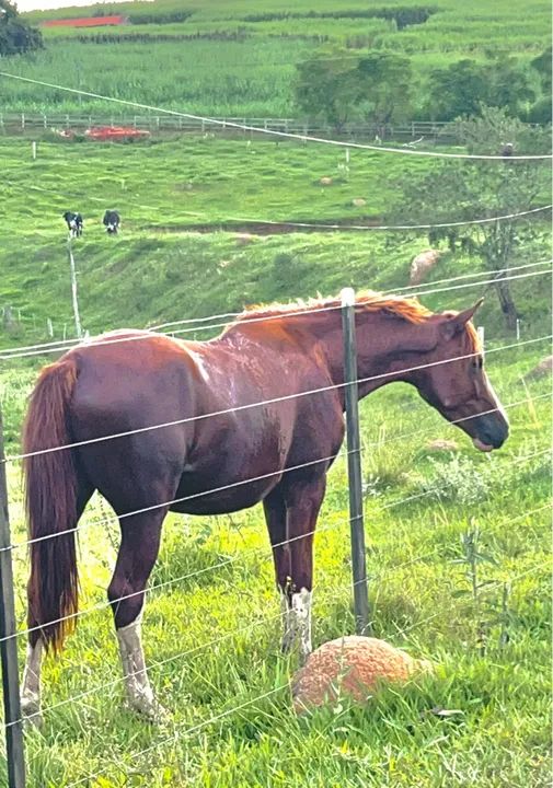 Cavalo Mangalarga Paulista  - Foto 4