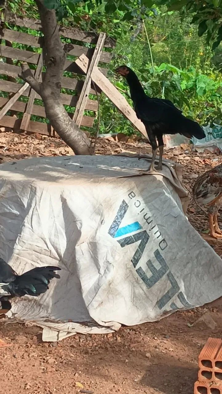 Vende-se galinha caipira, índia e indo gigante  - Foto 4