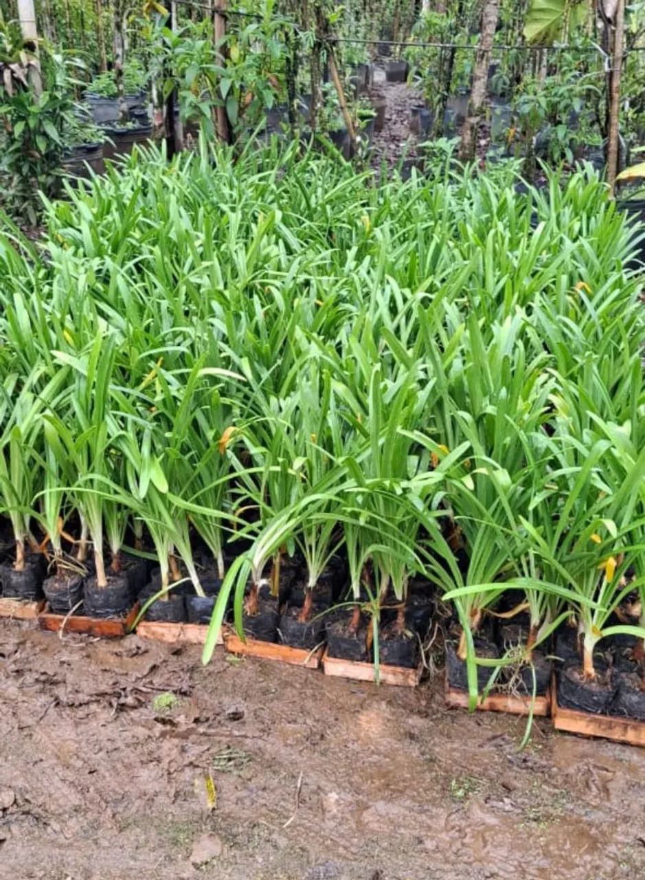 Mudas de Agapantus  - Foto 2