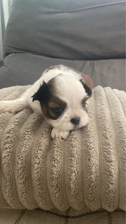 Filhote Shih tzu (macho, fêmea) 