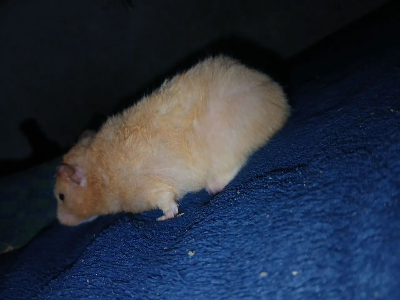 Hamster sírio  - Foto 2
