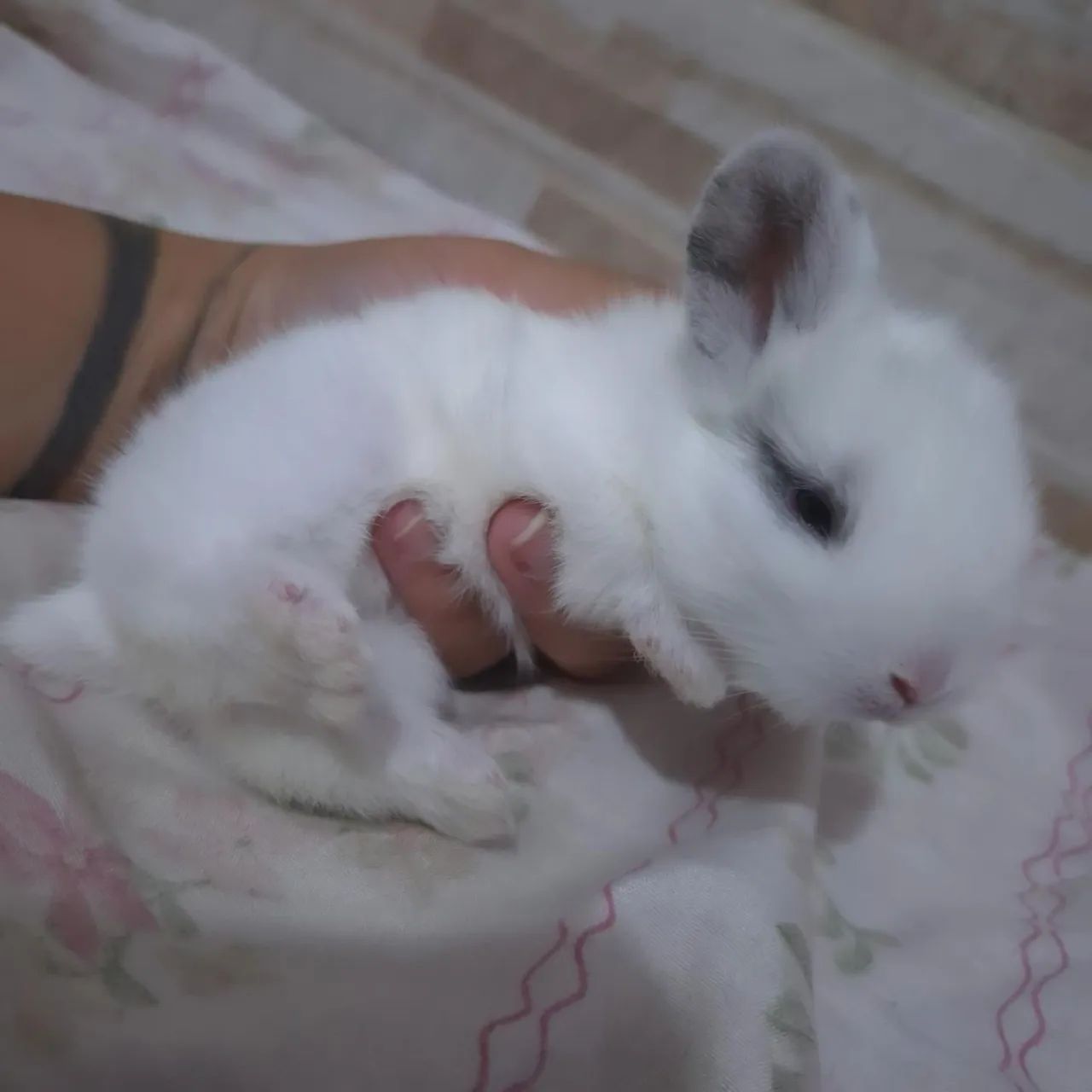 Mini Lop  - Foto 3