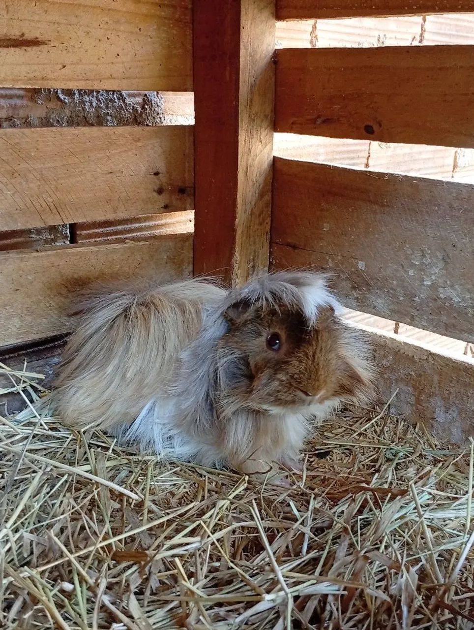 Porquinho da índia peruano linhagem importada uruguaia pelagem longa leia - Foto 5