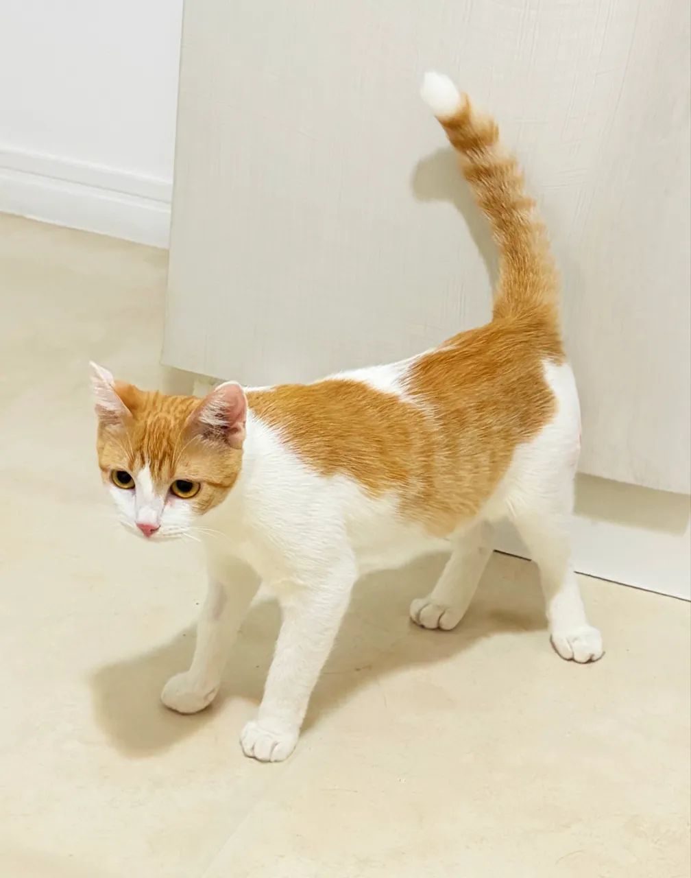 Fêmea de 6 Meses Castrada para Adoção  - Foto 3