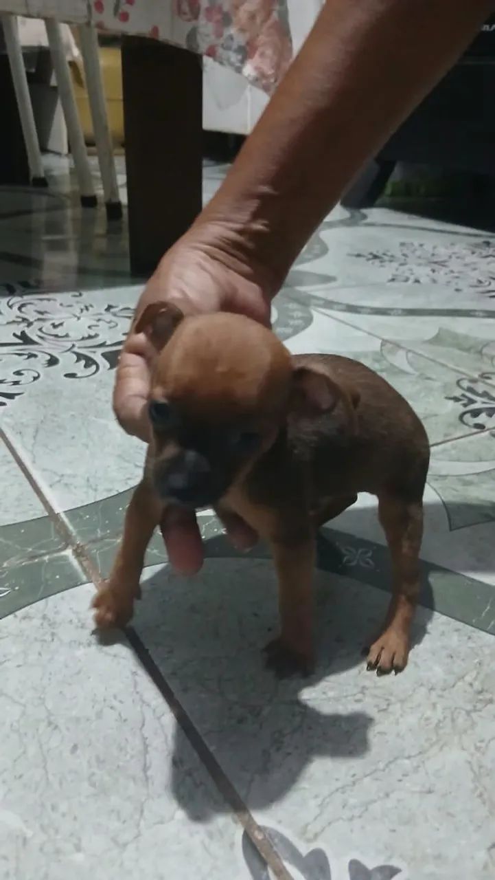 Cachorro pinscher  - Foto 3