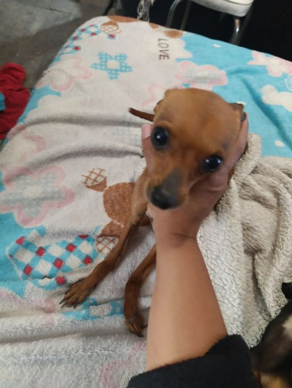 Pinscher  - Foto 2