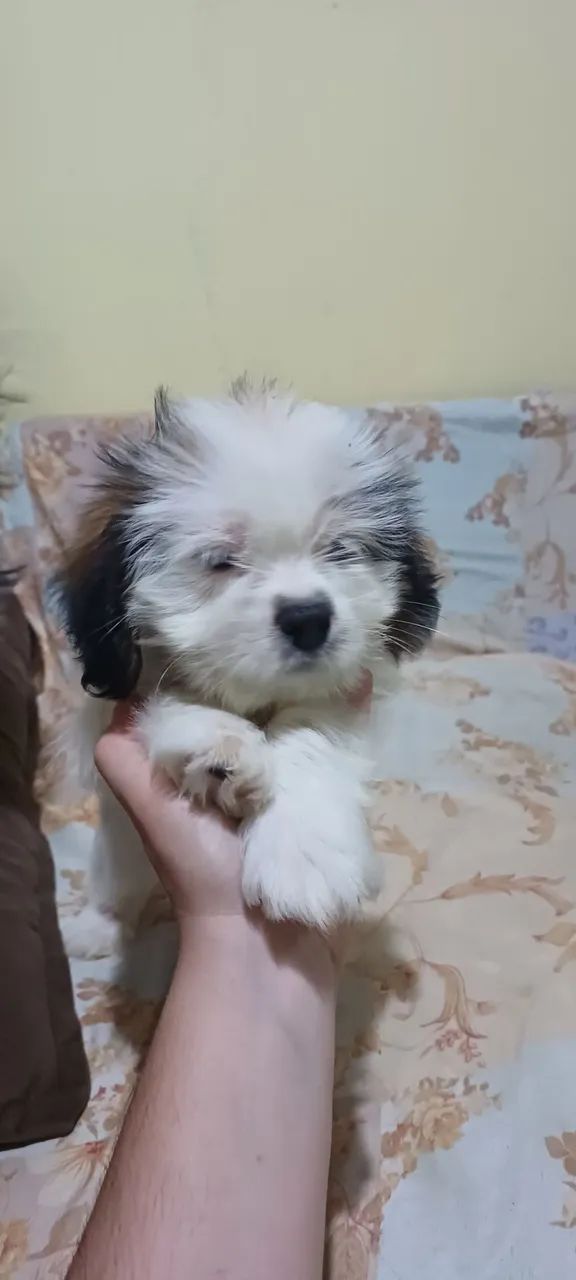 Filhote de Lhasa Apso  - Foto 3