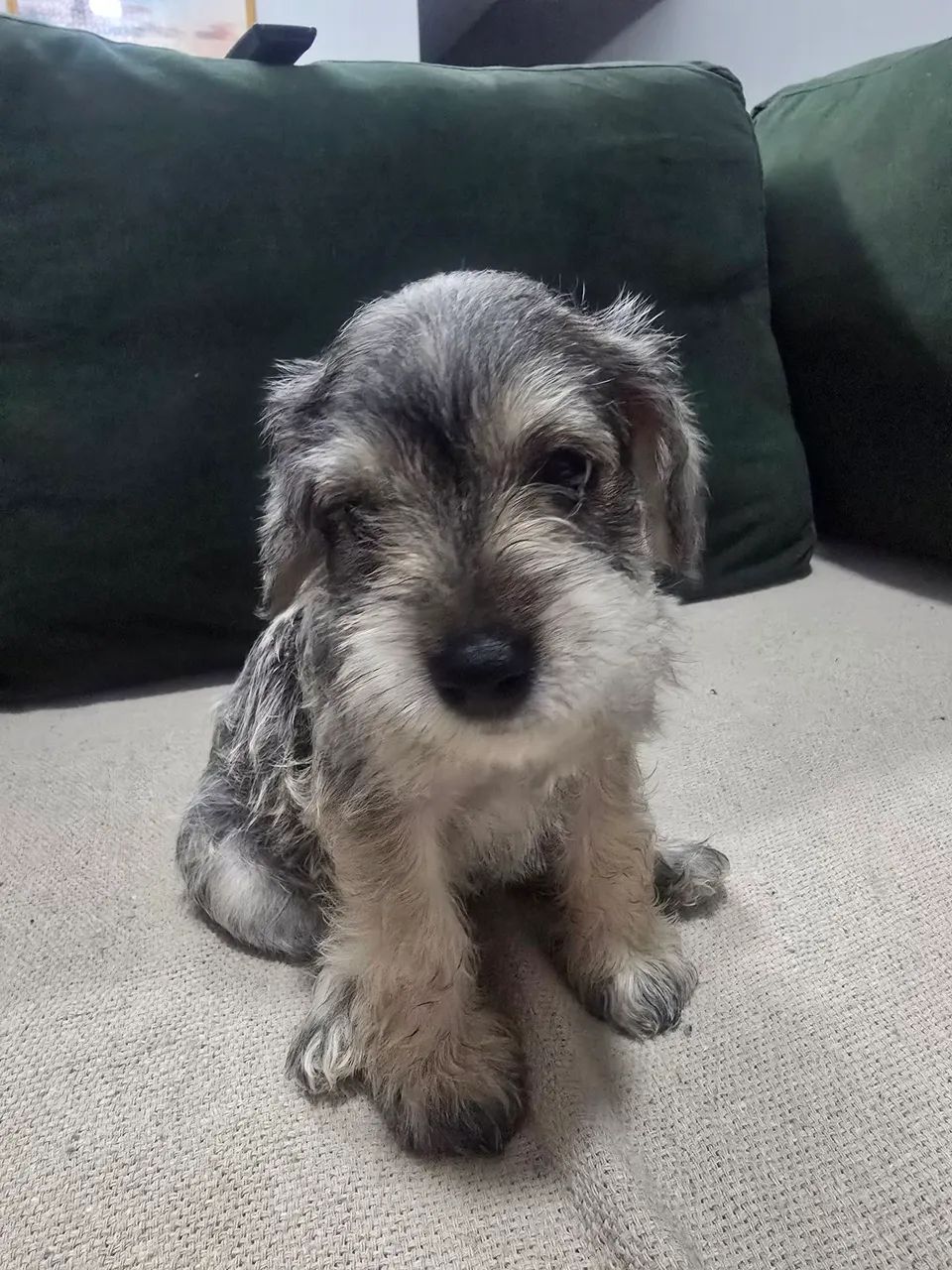 FILHOTE SCHNAUZER  - Foto 2