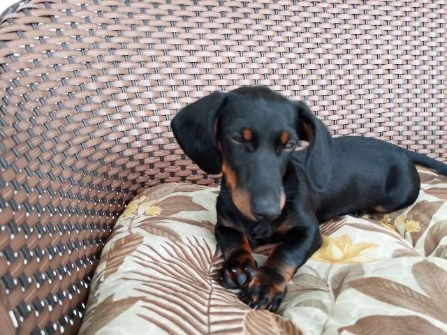 Cachorro dachshund salsicha - Foto 2