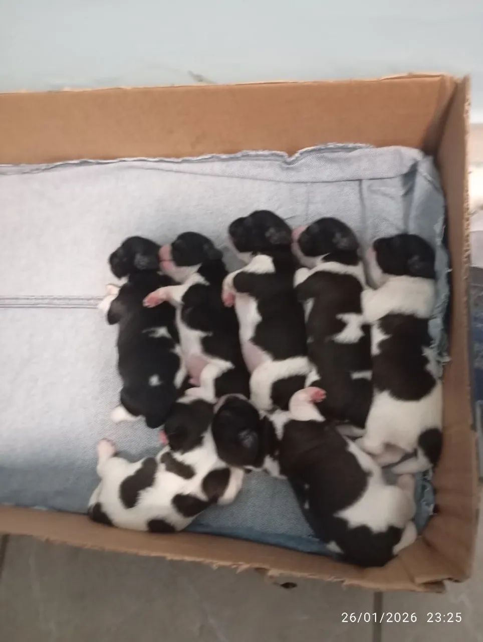 Pet da raça shih Tzu preço 1.200 - Foto 4