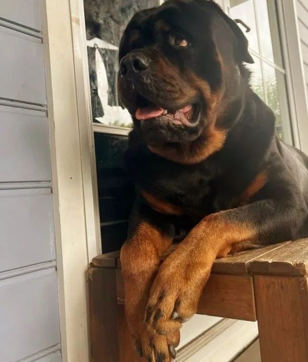 Rottweiler alemão  - Foto 4