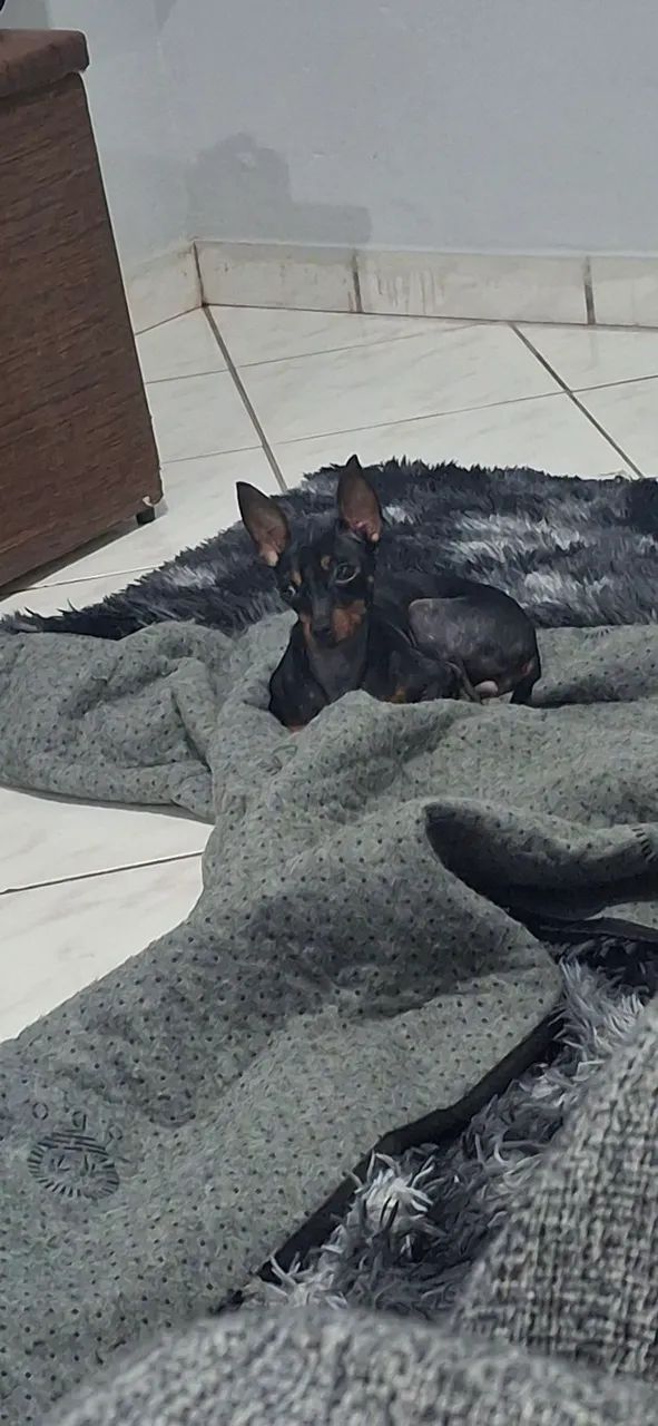Pinscher - Foto 2