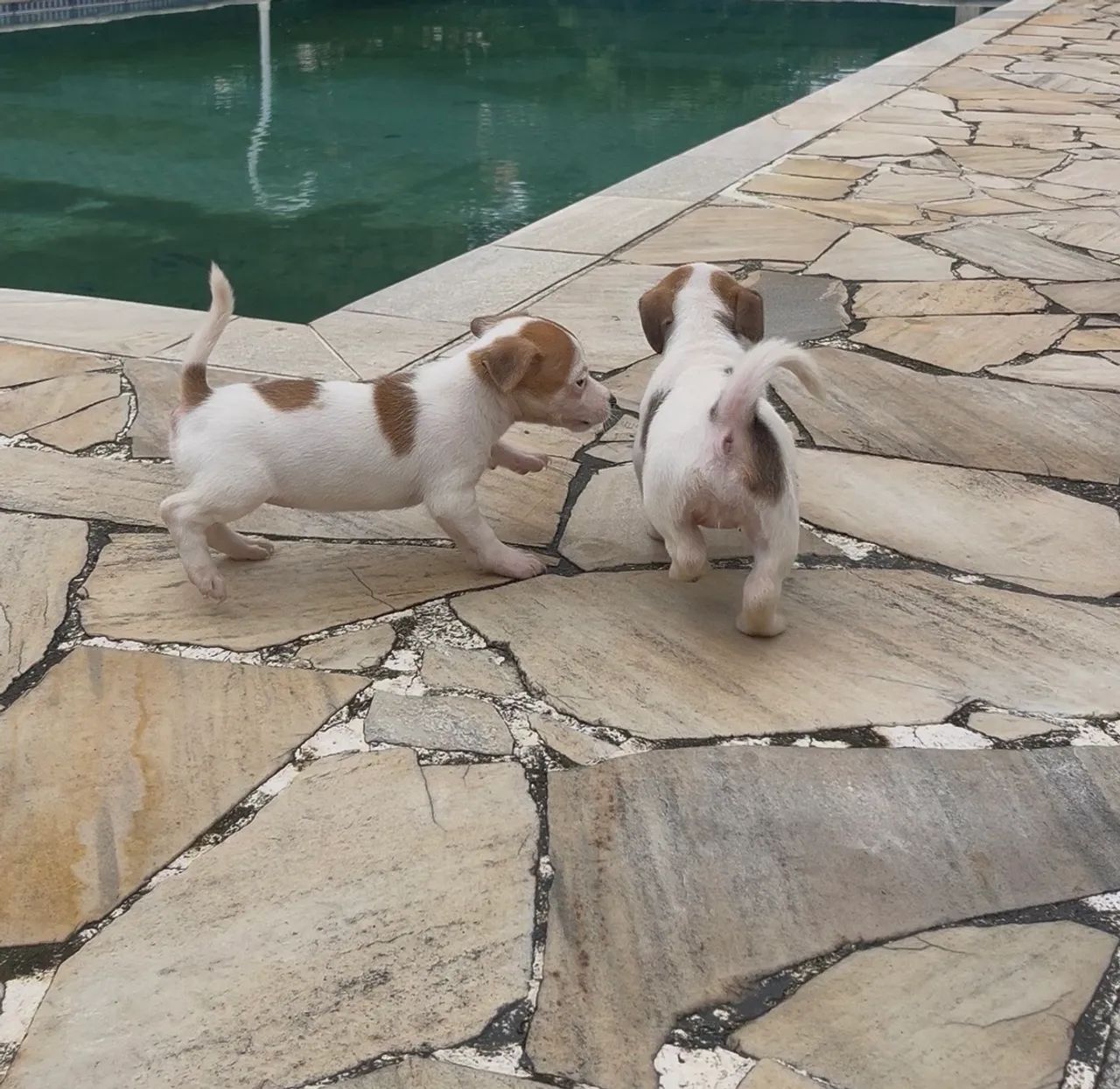 JACK RUSSELL TERRIER  - Foto 2