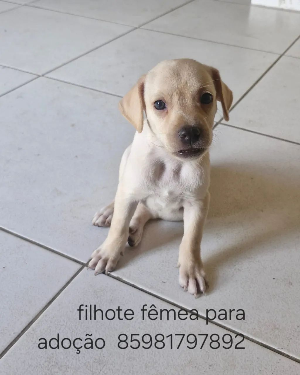Cachorrinha para adoção  - Foto 2