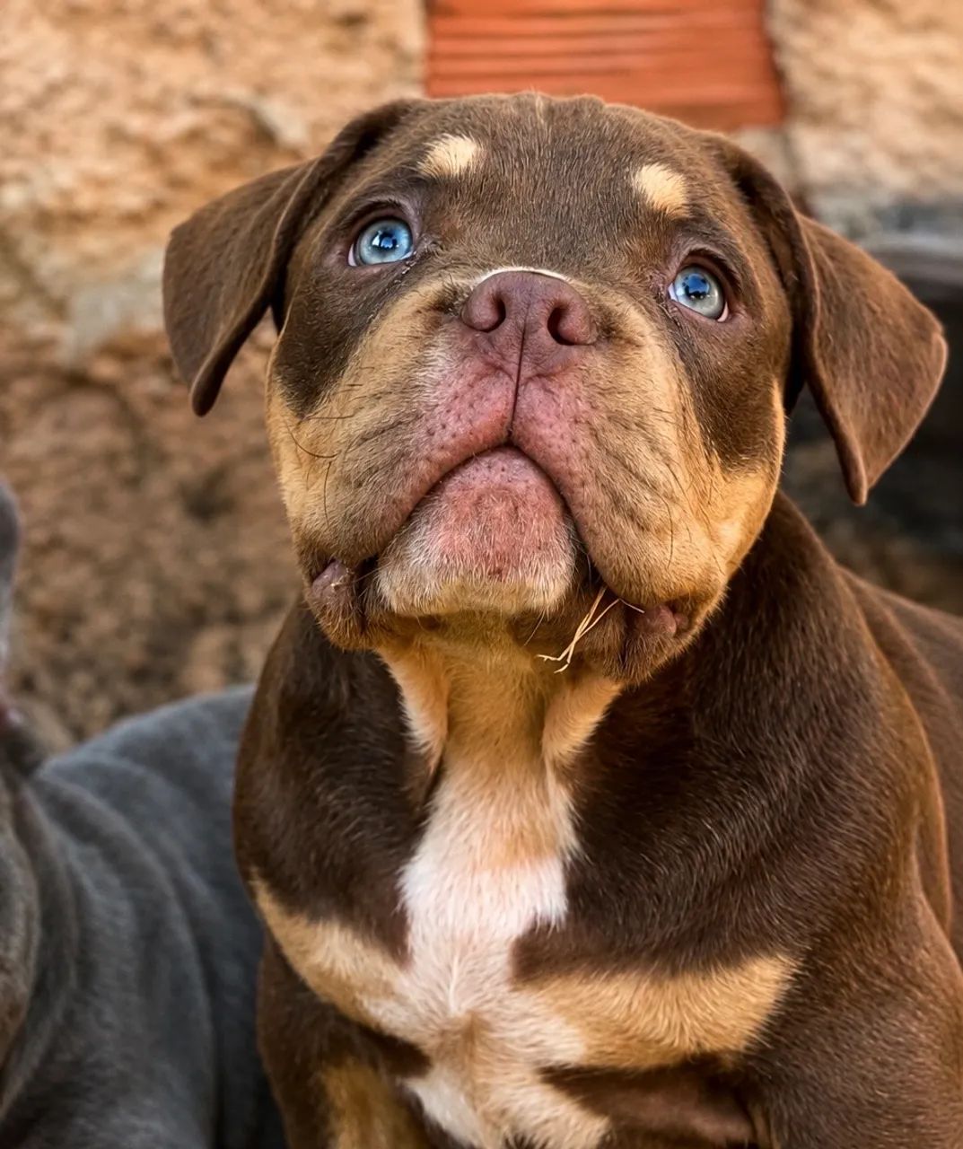 American Bully Micro Tri chocolate 