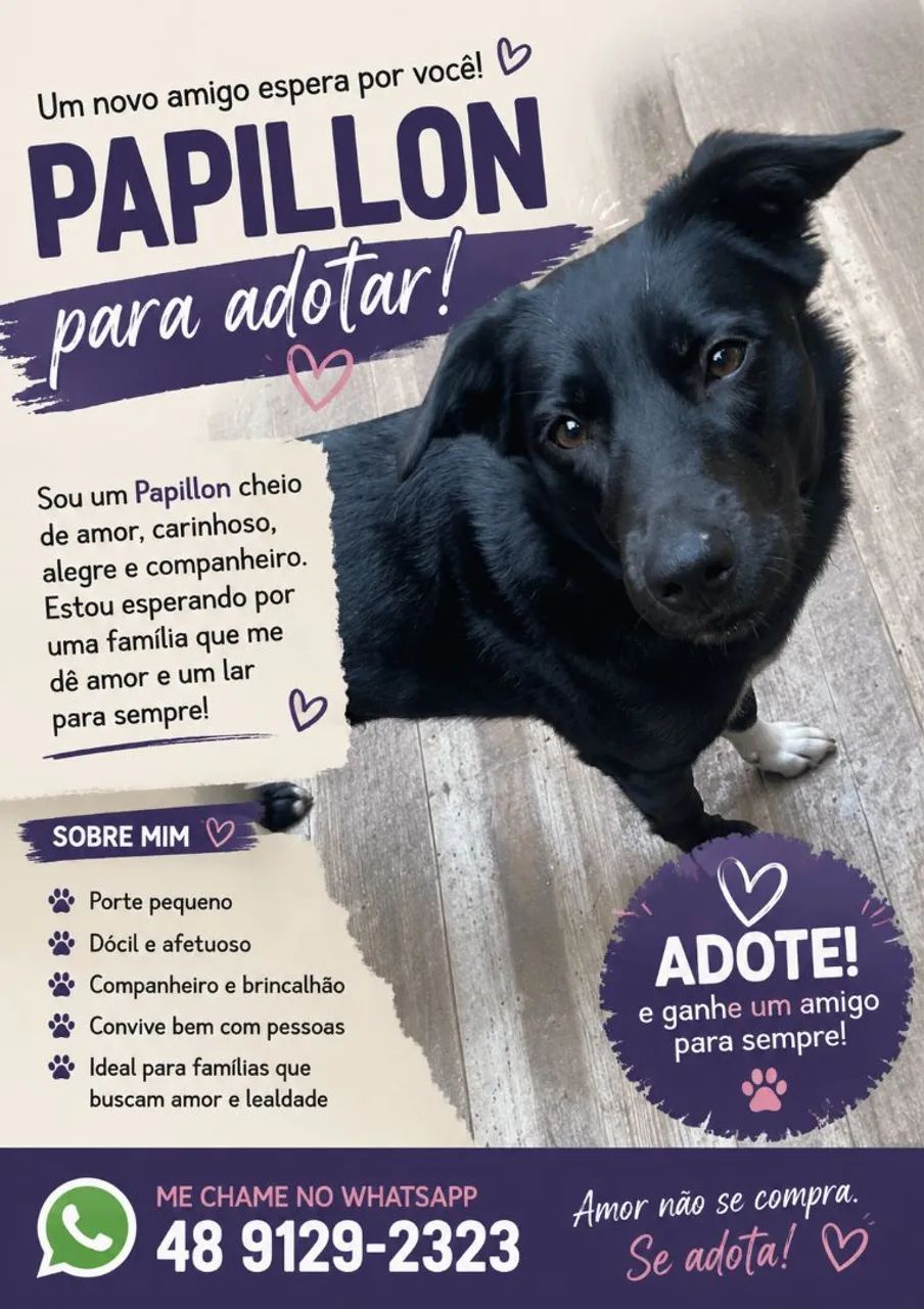  Papillon super doce para adoção 