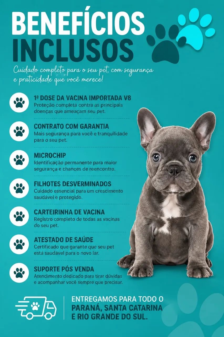 Beagle macho  - Foto 4