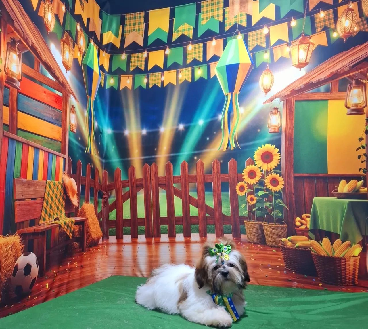 fêmea de shih tzu  - Foto 3