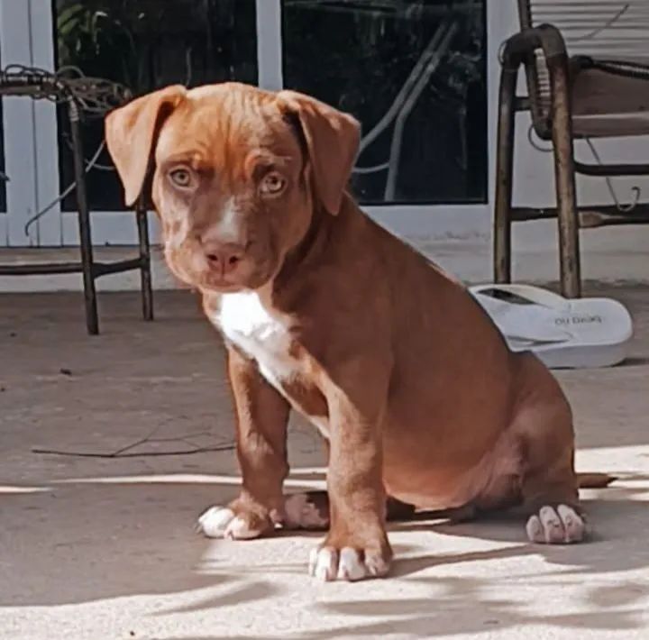 Pitbull