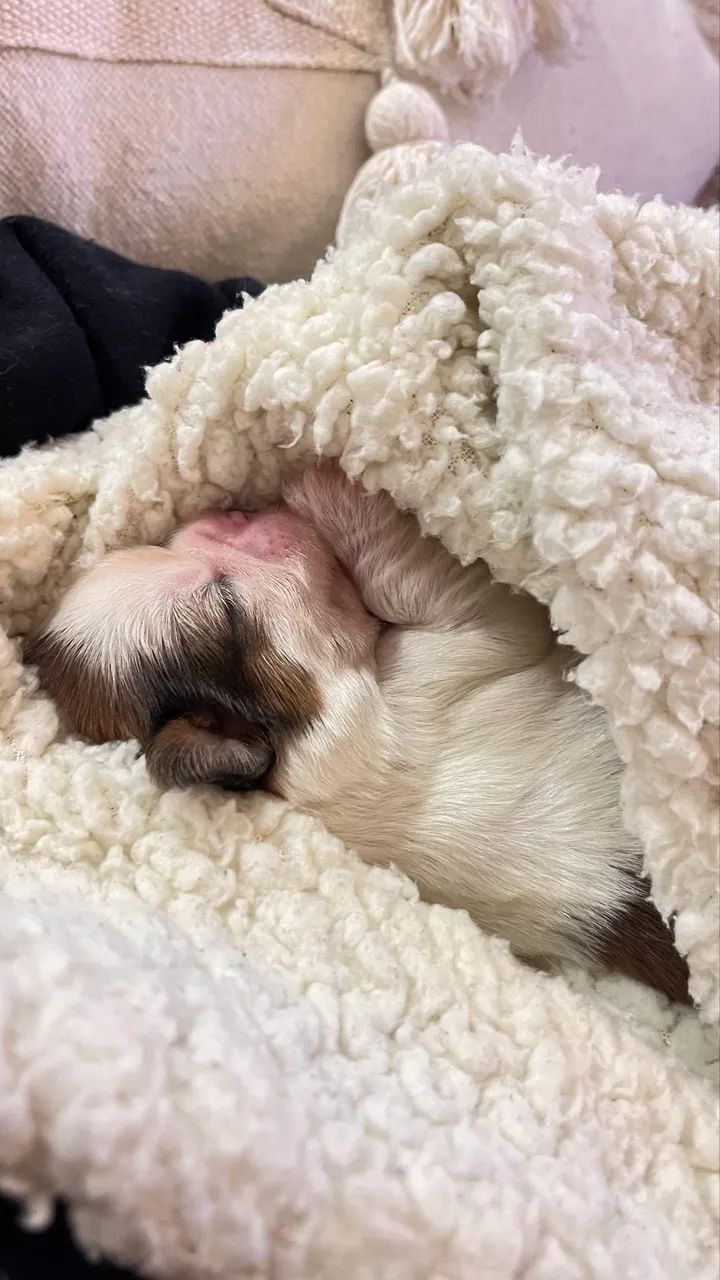 Fêmea shih tzu  - Foto 3