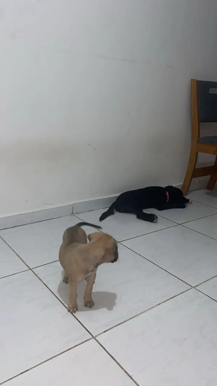 Cachorras - Foto 2