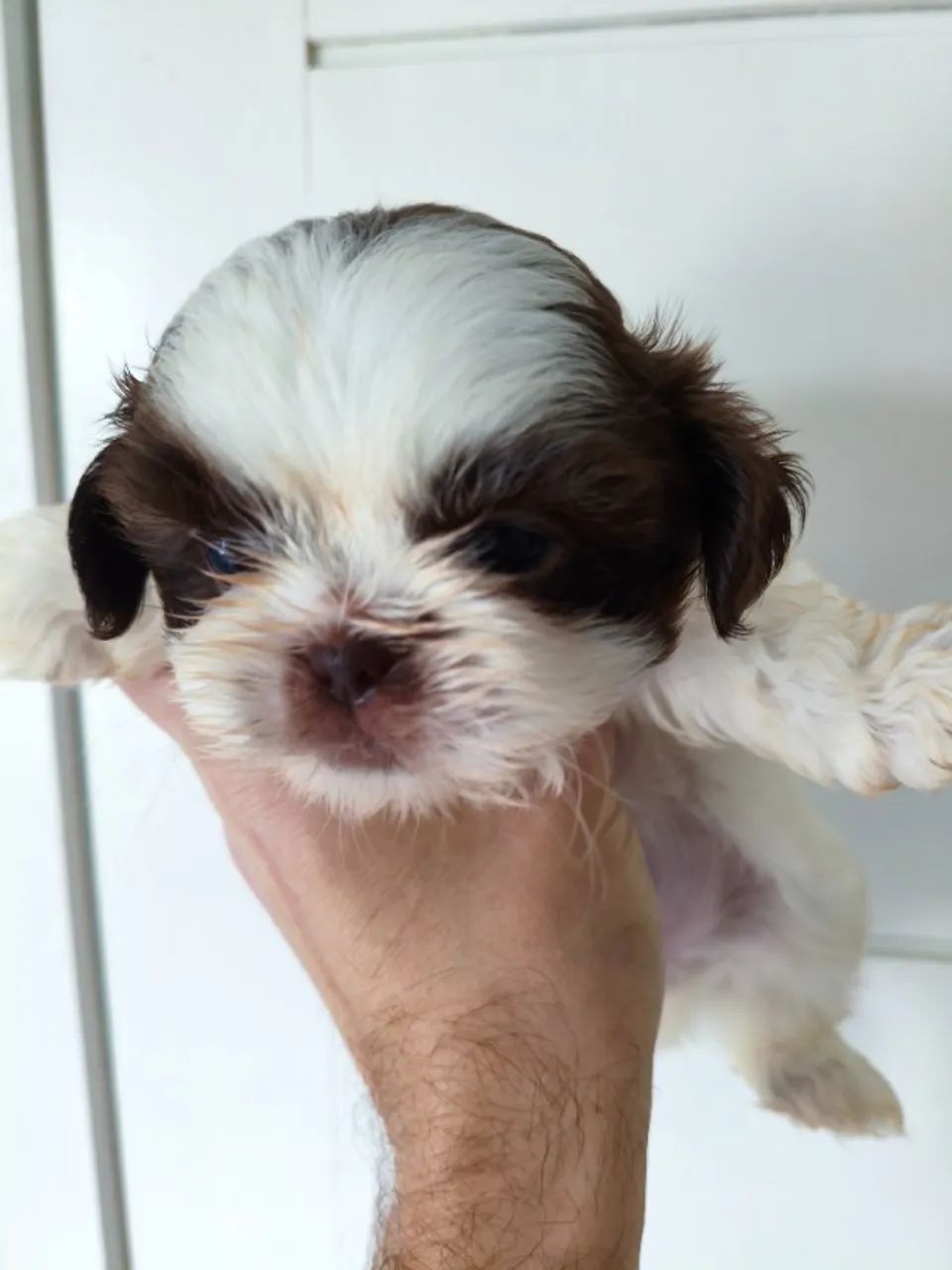 Lindos filhotes de Shih Tzu macho  - Foto 4