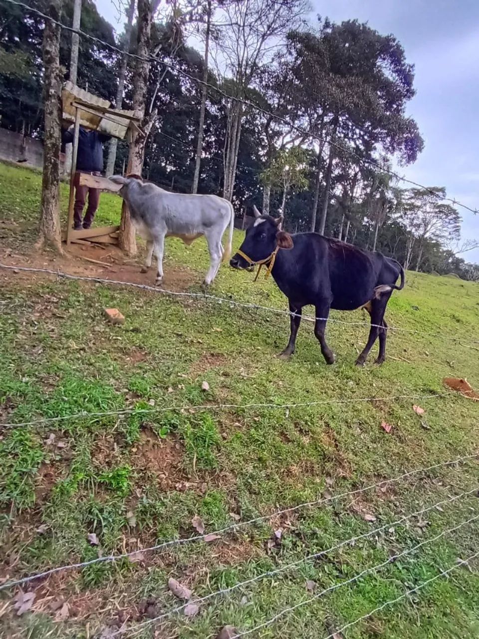 Vaca e bezerro - Foto 5