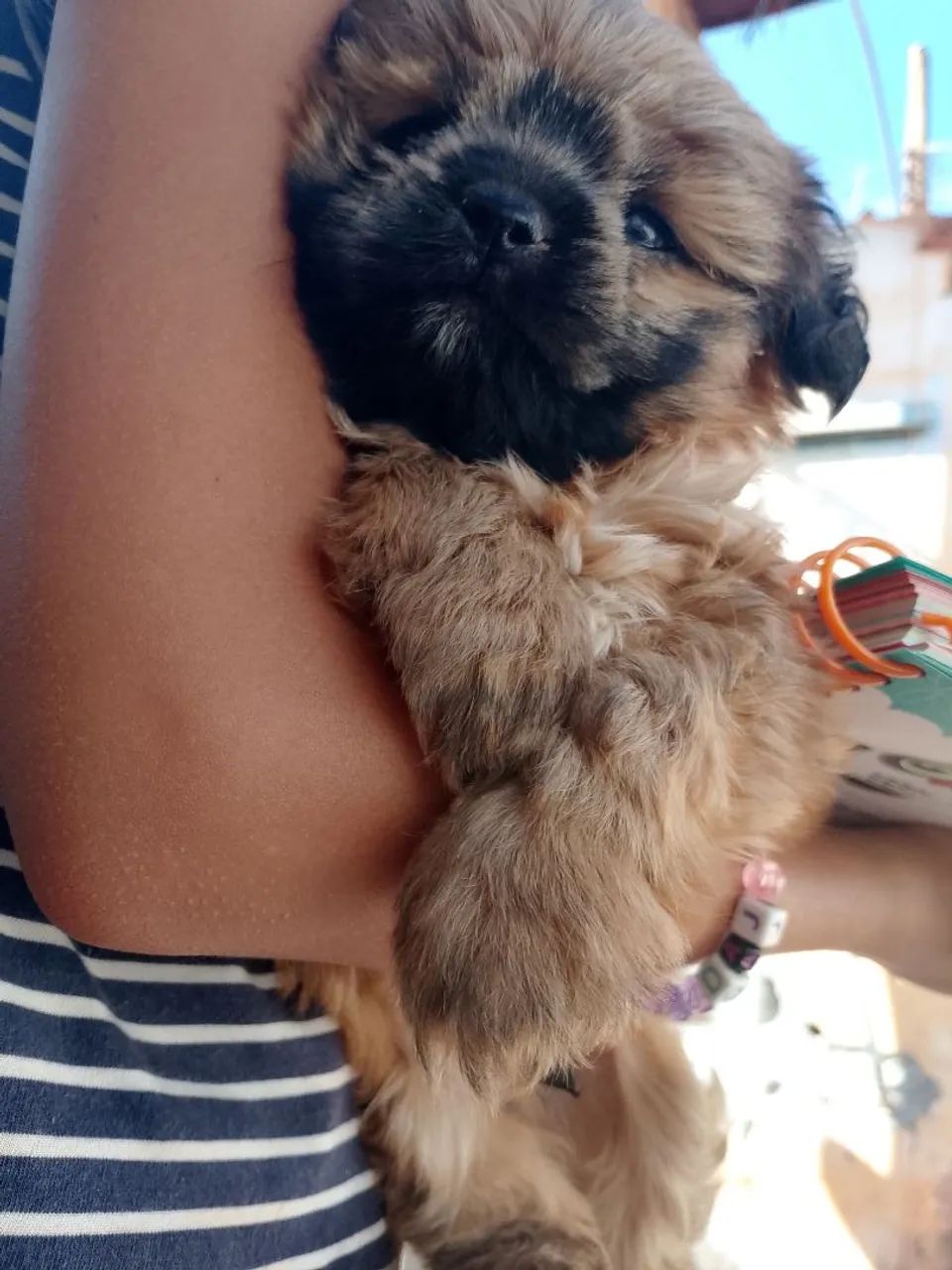 Shi Tzu macho dócil  - Foto 3