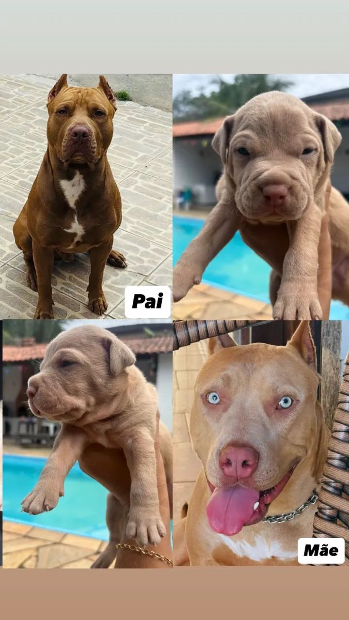 Filhotes de pit bull legitimo - Foto 5