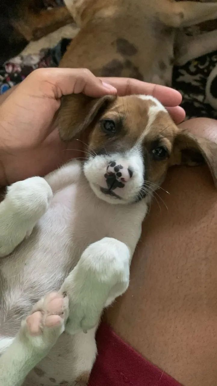 Filhotes Para Doação