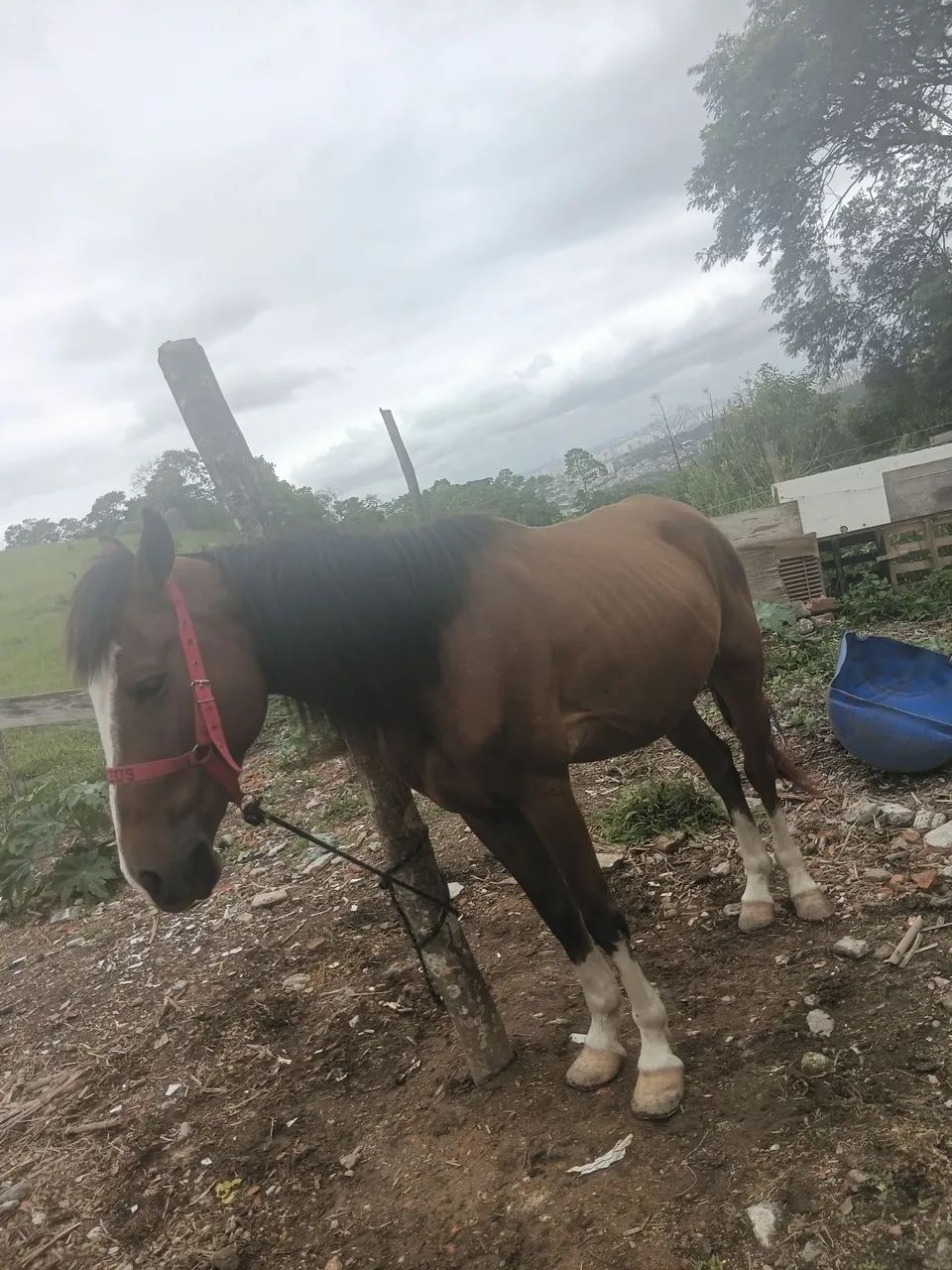 Vendo um cavalo manso dosso uma criança montar ID - Foto 3