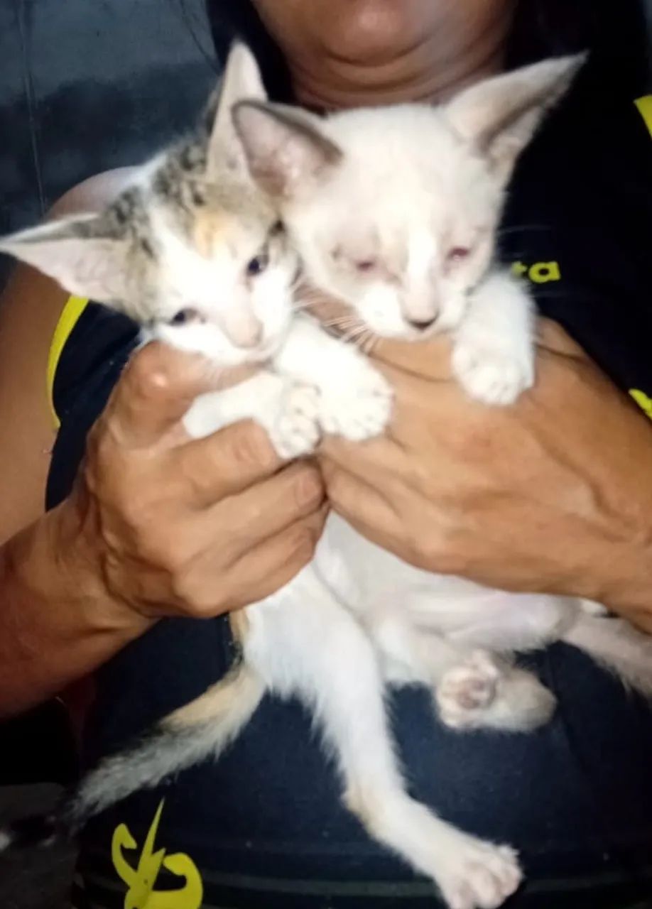 Gatos - Foto 2