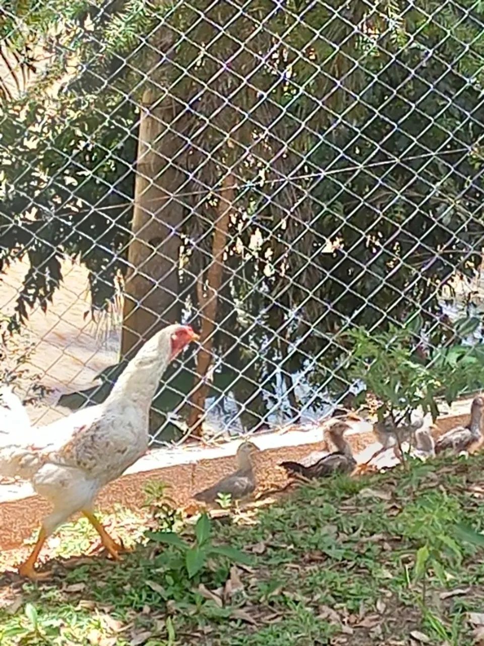 Foto - Curitiba - Cajuru