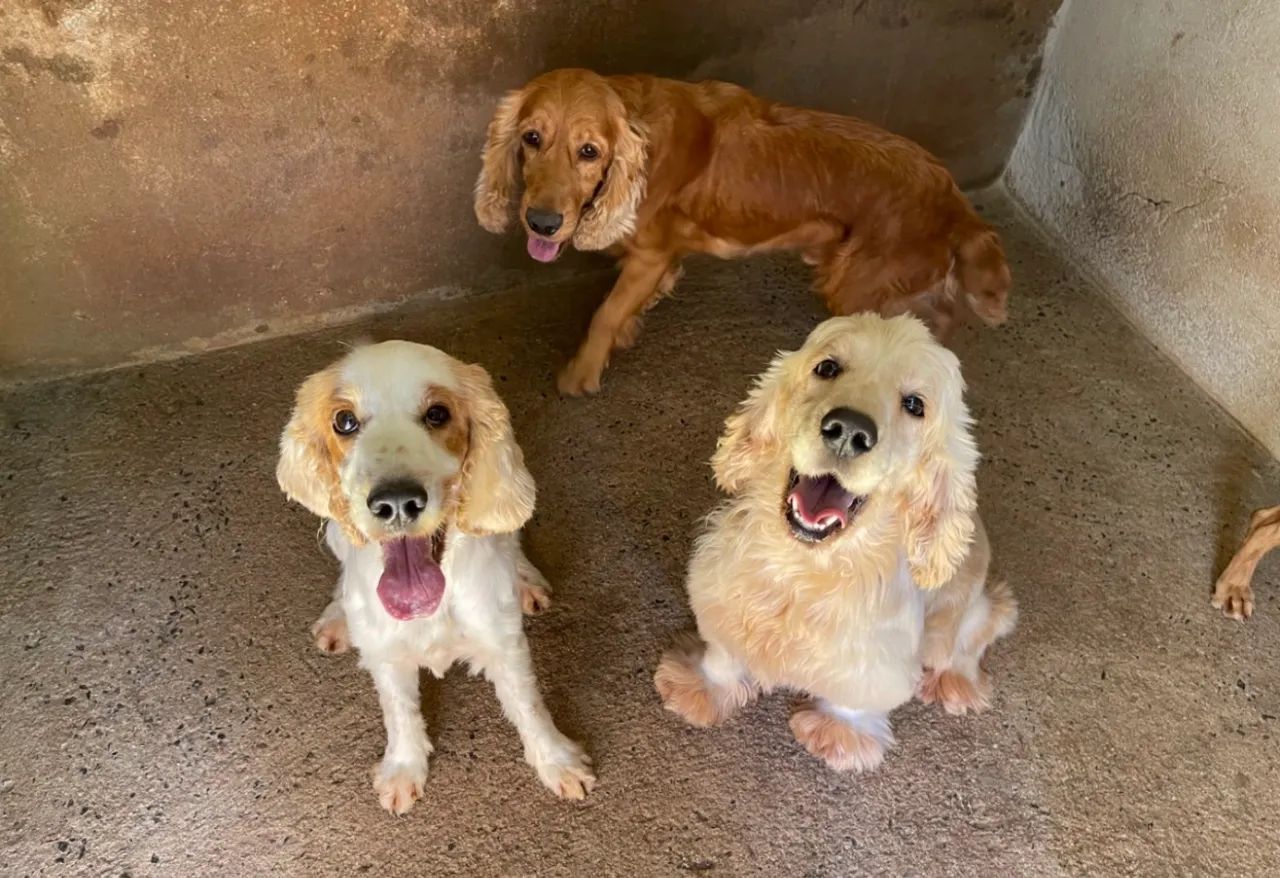 Cocker Spaniel adultos - Foto 3