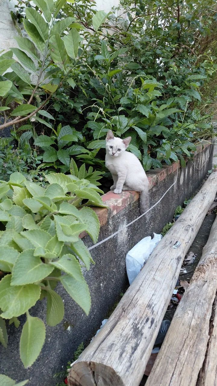 Doação Responsável Gatinhas  - Foto 2