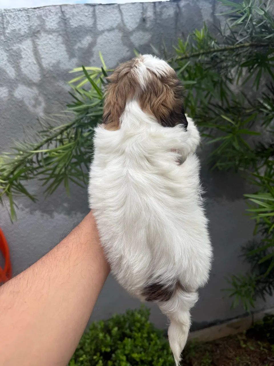 Shi-tzu fêmea  - Foto 3