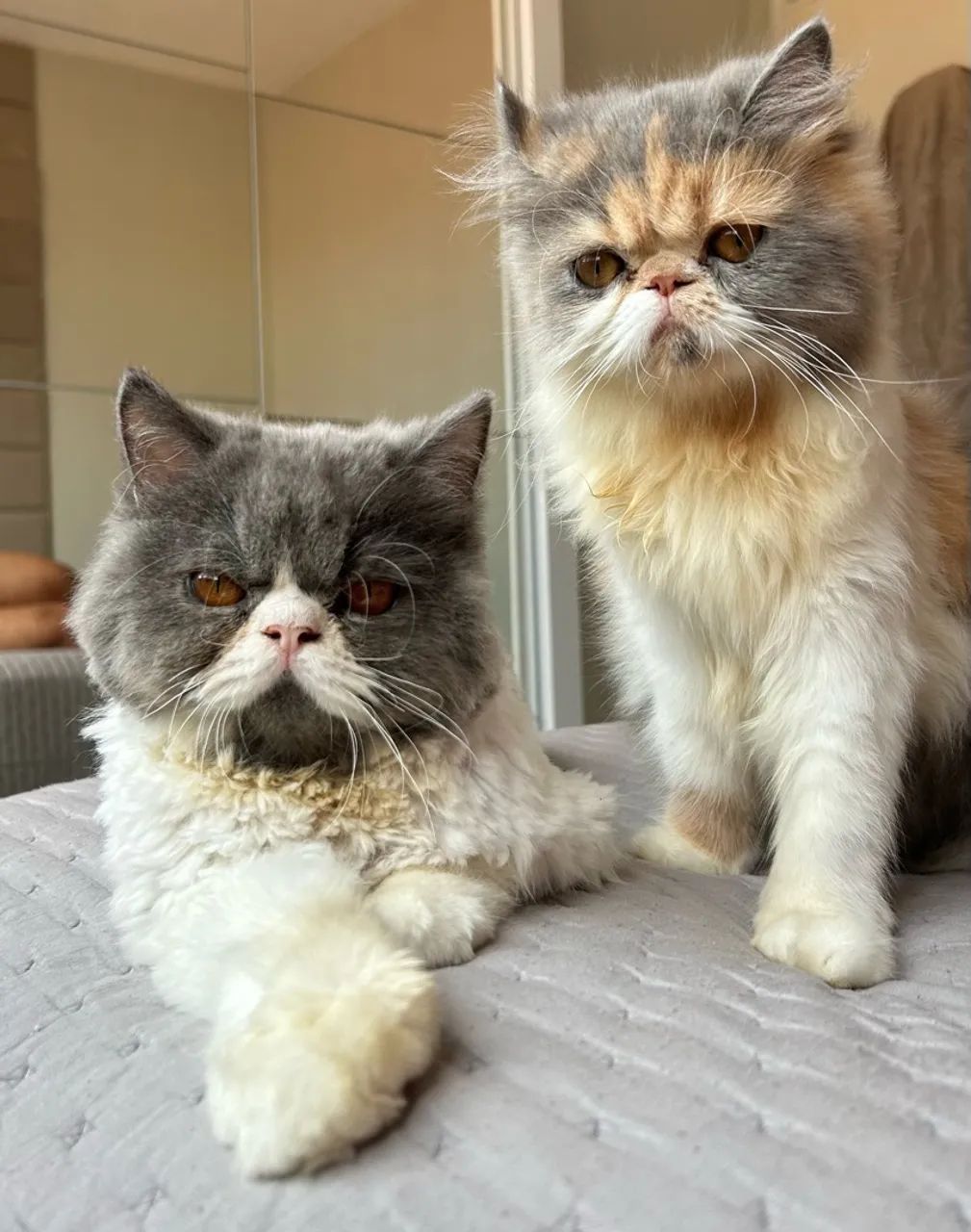 Gata persa  - Foto 4