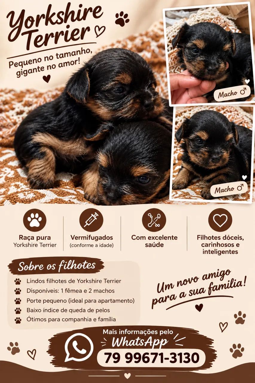 VENDE-SE Cachorro yorkshire terrier MACHO 